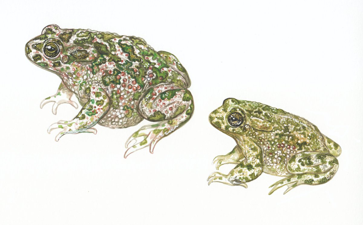 Calàpet (Bufotes balearicus). Femella i mascle. Aquarel·la sobre paper amb acabat de tèmpera.