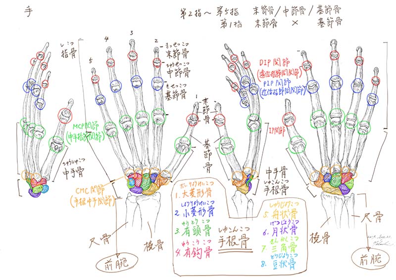 今日のデジタル板書 手の骨格と筋肉について
#美術解剖学 