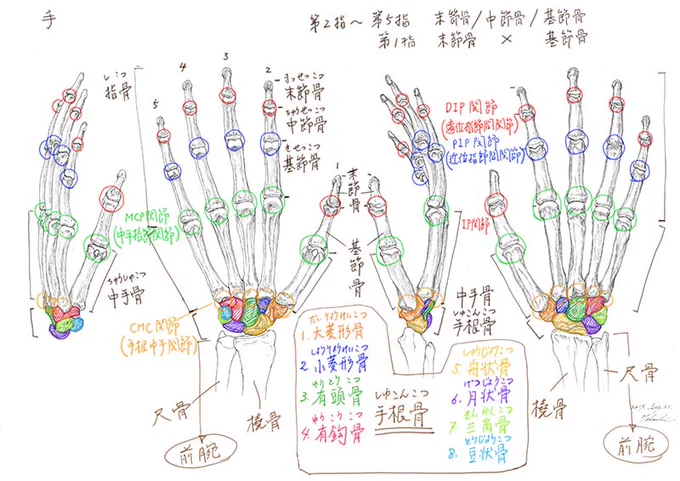 今日のデジタル板書 手の骨格と筋肉について#美術解剖学 