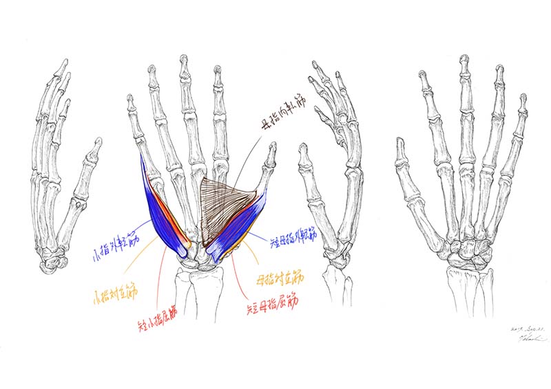 今日のデジタル板書 手の骨格と筋肉について
#美術解剖学 