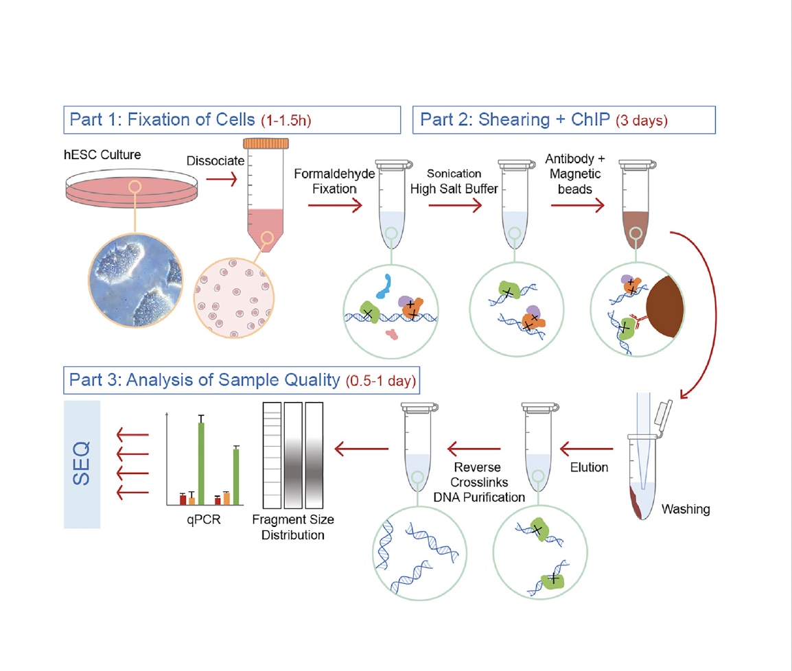 SantosLaB8's tweet photo. For all colleagues interested in ChIPing hESCs: after sharing in-house with many colleagues @TheCrick we wrote a little methods paper on an optimized ChIP protocol for hESC 

https://t.co/mz86Km6zj4 https://t.co/i077r8Mr0y