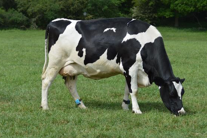 AnimalCareTrust's tweet photo. The cow herd ๐ฎ๐ located at RVCโs Boltons Park Farm have recently been fitted with an activity tracker named CowAlert. CowAlert consists of monitoring sensors placed on their legs, measuring and tracking activity, lameness and oestrus.
Read more ๐ https://t.co/gyqpmLDG1e https://t.co/m7Bi1rHJpu