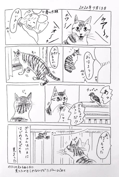 2020/7/13のぎんちゃん  #今日のぎんちゃん
スズメ記念日 