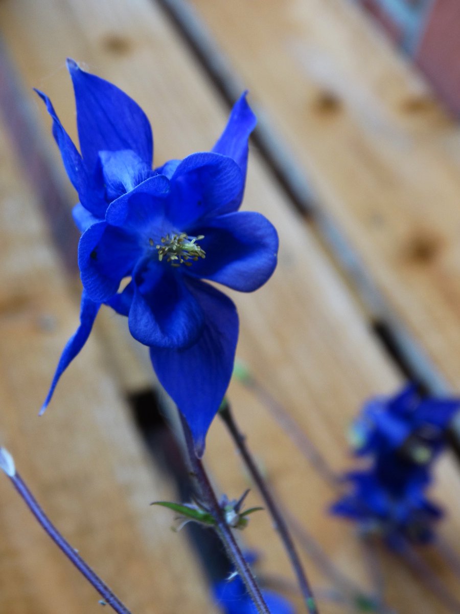 I’m going to giveaway 3 lots of my blue/purple Aquilegia seeds at the end of this week to 3 randomly selected Twitter followers. All you have to do is LIKE, RETWEET & FOLLOW. Good luck! 🤞🏻😊 #gardening #giveaway #nature #seeds #plants #flowers