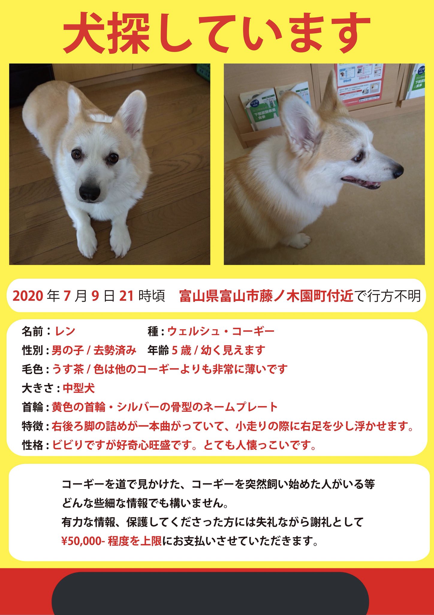 コーギー探してます 富山県 Ar Twitter 迷い犬 富山県 コーギー 迷子犬 コーギー探してます 富山県 Ar Twitter 迷い犬 富山県 コーギー 迷子犬