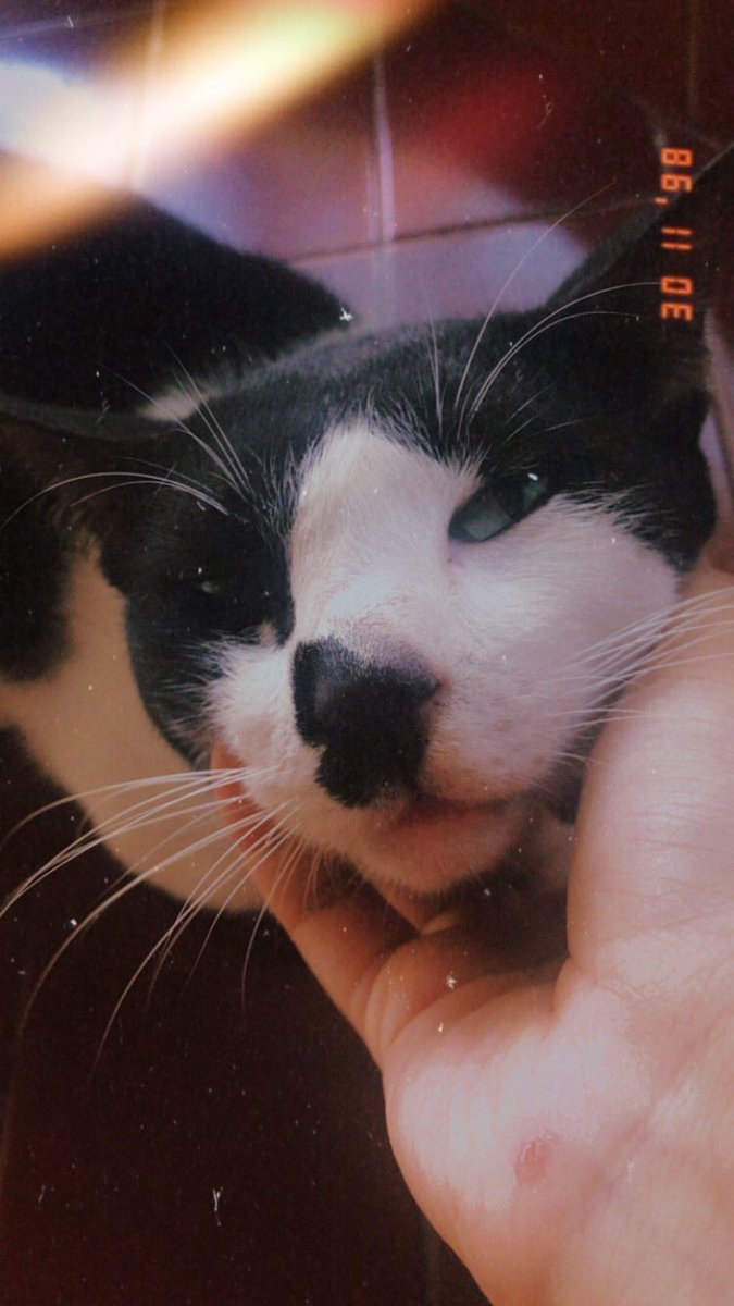 Indapt's tweet photo. i lost u today.
until we meet again, Little.
🤍🤍🤍🤍 https://t.co/vFN8zWPYUD