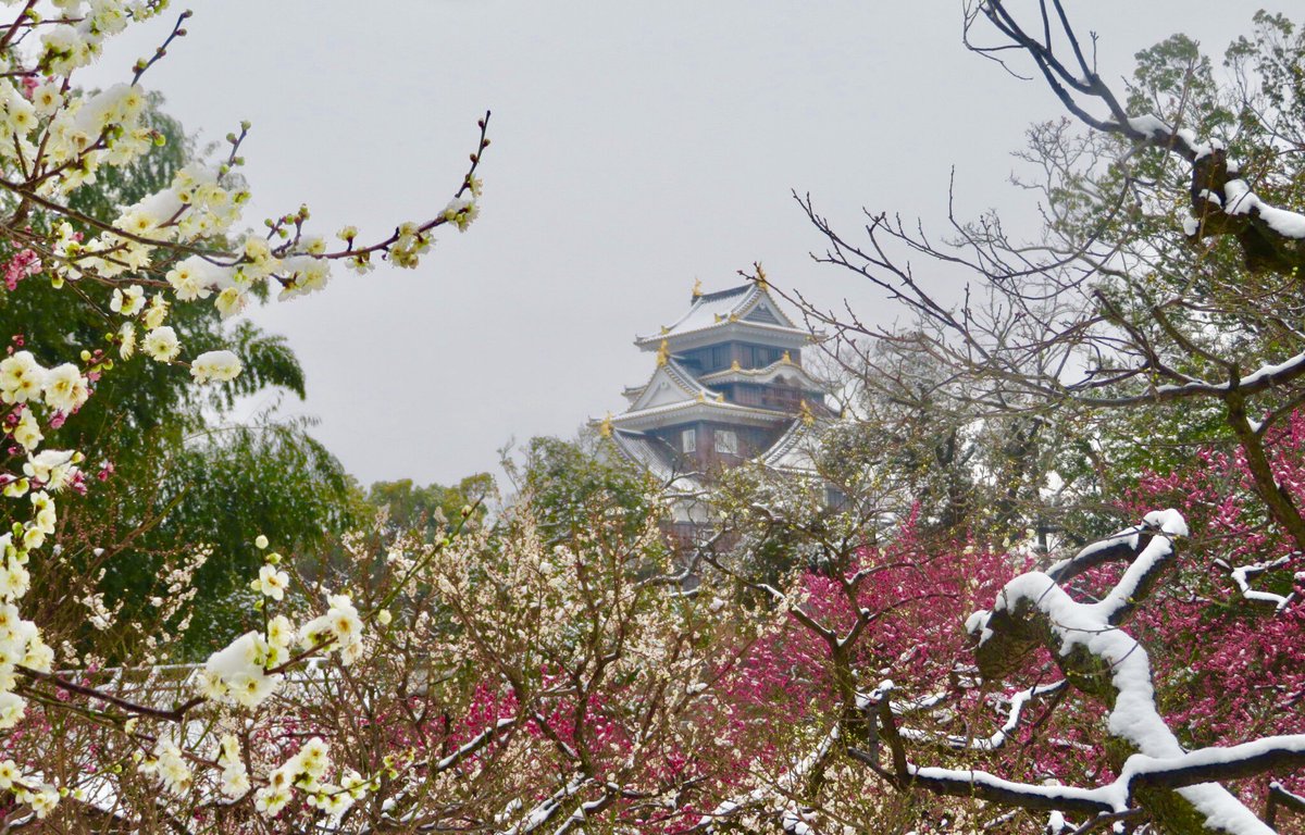 備前国何某 過去作で自分が最高だと思う写真を1枚載せて5rtを目指せ 後楽園で撮った 岡山城と雪と梅の花です 岡山城 岡山後楽園