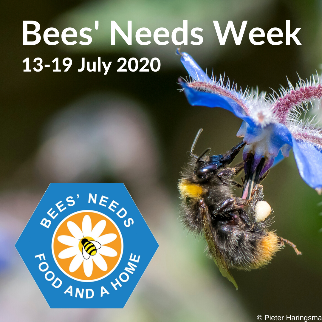 BuzzingCoast's tweet photo. Pollinators are vital for the functioning of our ecological and farming systems but they are also in serious decline. This week we'll be sharing five simple actions we can all take to help meet our #BeesNeeds: food and a home!
#makingabuzz @DefraNature
https://t.co/5tmpNtk9kP https://t.co/tvQHG0mgQP
