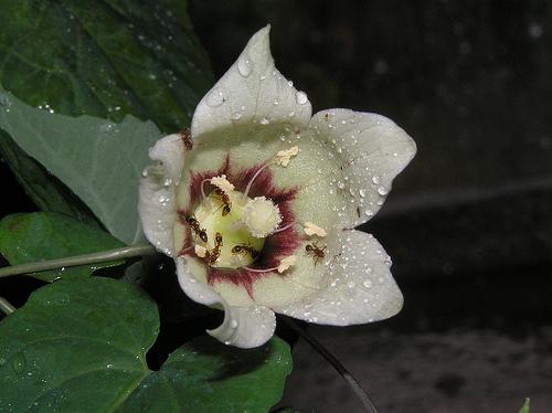 DeepakKGhosh1's tweet photo. Presenting ERC Flora Digest! 
Family Campanulaceae; Flora Codonopsis javanica. A flora of Darjeeling himalayas and foothills

For details; reach us at info@ercg.in

#savetheplanet  #flora #biodiversity #digest  #ercfoundation #ercgroup
https://t.co/0PUexsBBXn https://t.co/MDVgcfetnn