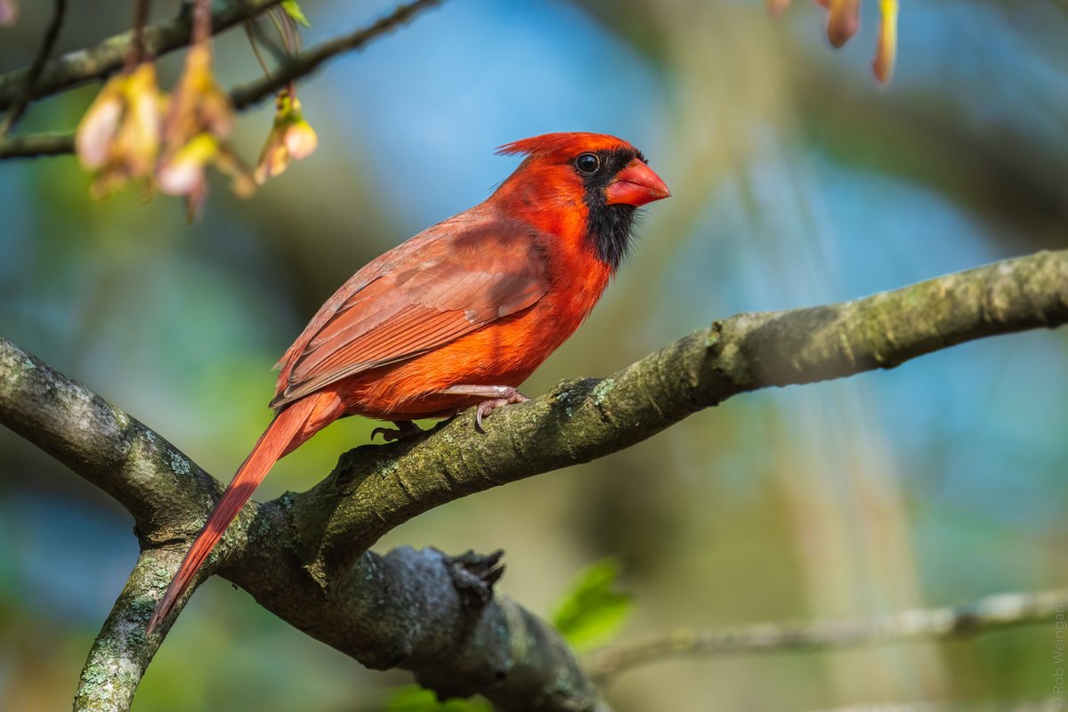 subtraho's tweet photo. Cautious Cardinal
#northerncardinal #cardinal #sored
#wildlife #wildlifephotography #birding #birdtonic https://t.co/Rl4u4KpmTH