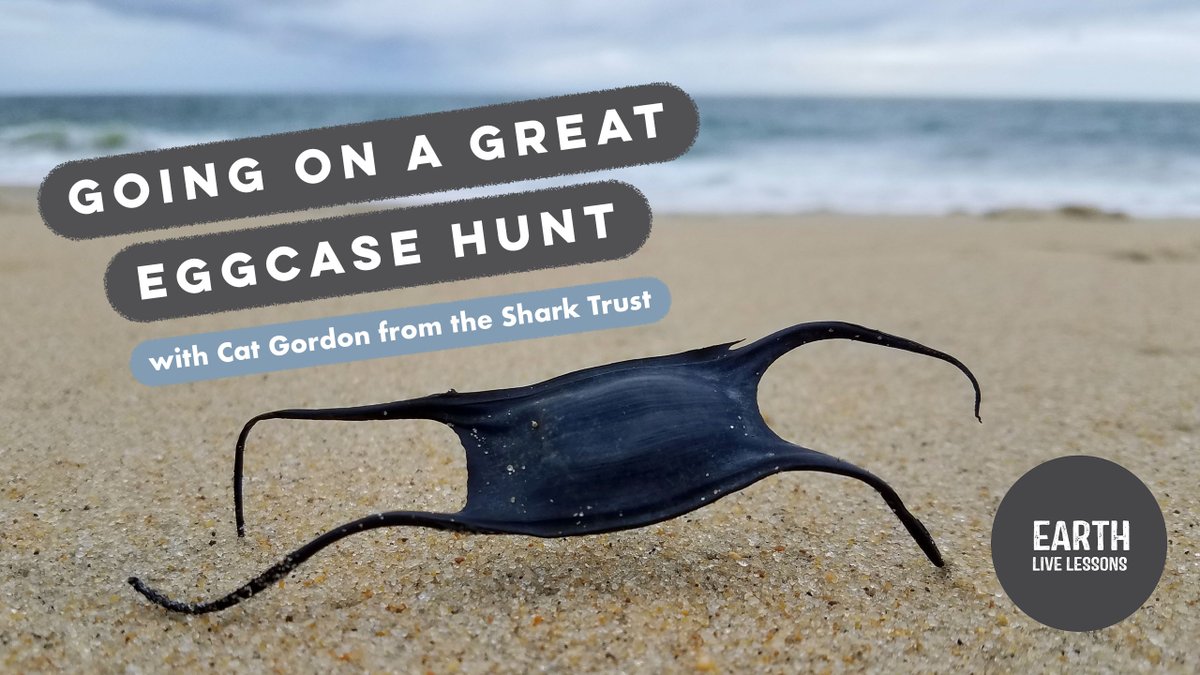 swansci4's tweet photo. Happy Monday everybody! ๐ Watch the full @LizzieRDaly #EarthLiveLesson with Cat Gordon from @SharkTrustUK where she talks you through everything you need to know about the magnificent Mermaid Purses! ๐ฆ๐ฆ๐ฆ
Watch ๐https://t.co/tX7l7eK9Br
Worksheets ๐ https://t.co/T7syB7qm8b https://t.co/Obl94GKwP3