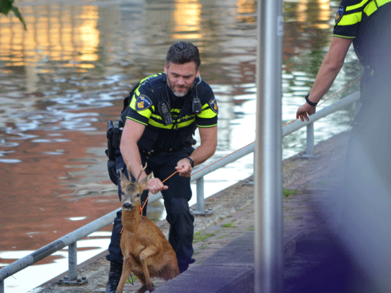 Politie redt jonge ree

Een arme ree was in het water gevallen ten hoogte van Hazenveld. Klik hier voor meer...
ow.ly/1IUb50AwG3c