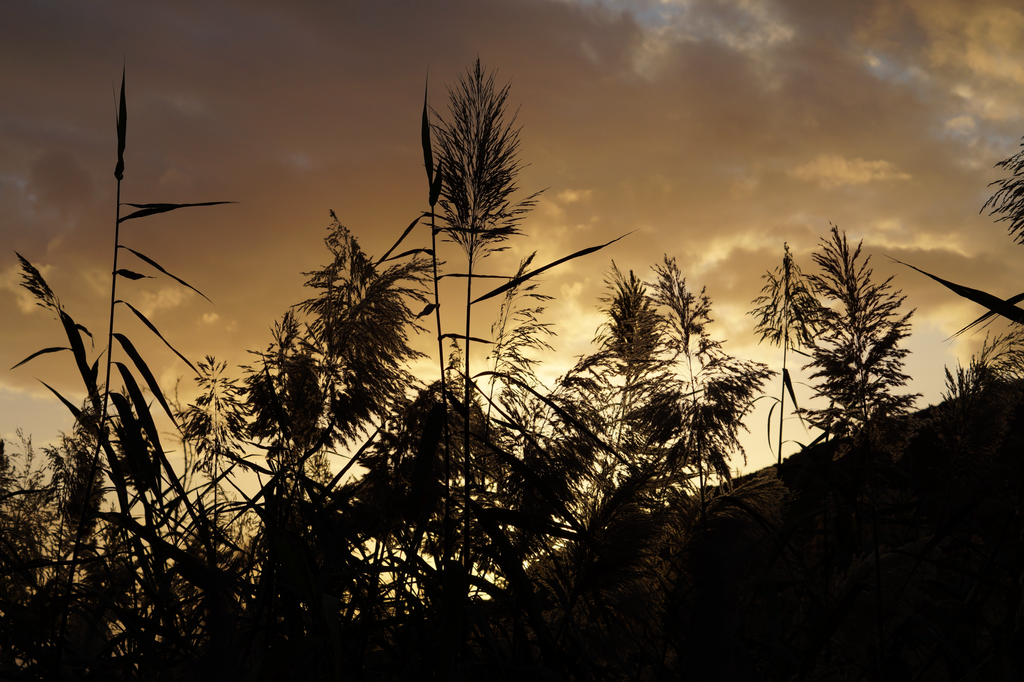 clashing_cult's tweet photo. This is my favourite nature photograph from #2019. I spent some time at Feynan, Jordan. Just a day before a really strong storm had passed by and that's why we could watch this fantastic sundown behind the #grass. What are your traveling nostalgia thoughts going about right now? https://t.co/YGvHNeHWKz