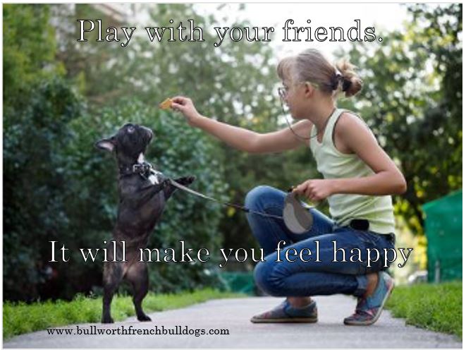 BullworthFB's tweet photo. Play with your friends. It will make you feel happy #mondaymotivation
Bullworth French Bulldogs - (713) 504-0800
https://t.co/nBMKrxo766
.
.
#bullworthfrenchbulldogs #frenchbulldogs #frenchies #lifequotes
#companionpets #dogs #mondaydogs #poochinspiration https://t.co/srvGZZytUS
