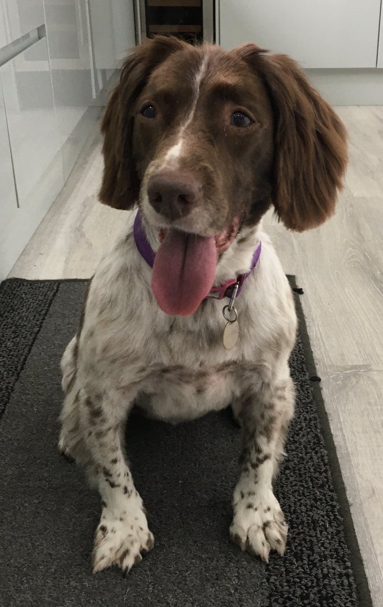 nellsadventures's tweet photo. Little Nell’s finally had a ‘haircut’ after 5 months! As you can see, she’s really happy about it! 😆🐶🐾😍 #adventuresoflittlenell #lockdown #haircut #springerspaniel #dogsoftwitter #cutedog https://t.co/CthtR01GAp