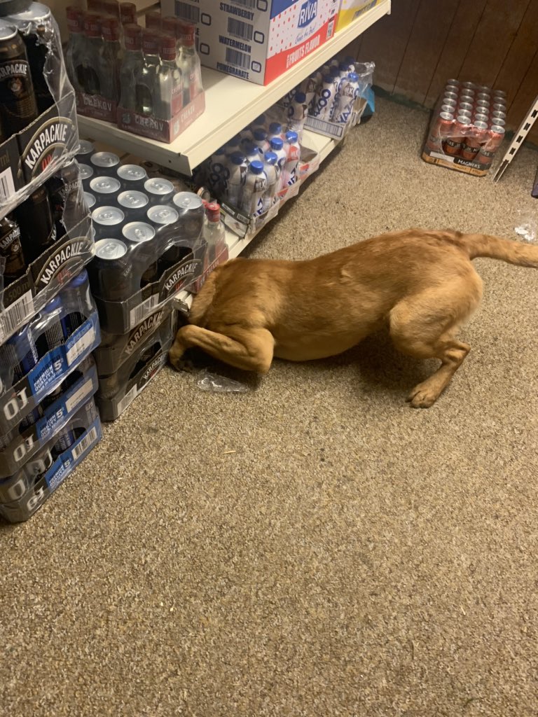 SwanseaTS's tweet image. Another seizure of counterfeit tobacco and cigarettes from a shop in Swansea.  In total 14,860 cigarettes and 3.2kg of tobacco. Fantastic find by @bwyk9 with the concealments in shop. #fakefags