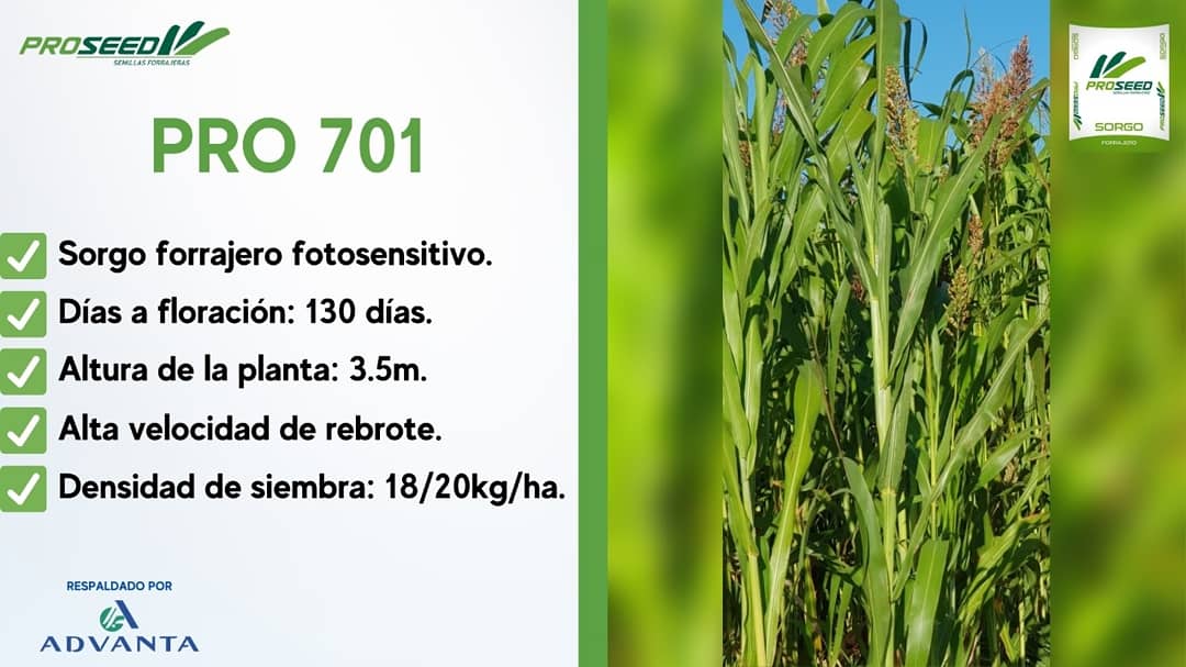 AgroProdas's tweet photo. PROSEED:
👉Nueva línea de semillas forrajeras:
✅Sorgo PRO 1405BMR : Material doble propósito.
✅Sorgo PRO 701: Material forrajero fotosensitivo..
#Respaldado @advantasemillasarg
👉Acercate a nuestras sucursales..
#ProdasAgro https://t.co/tIISIeKfv3