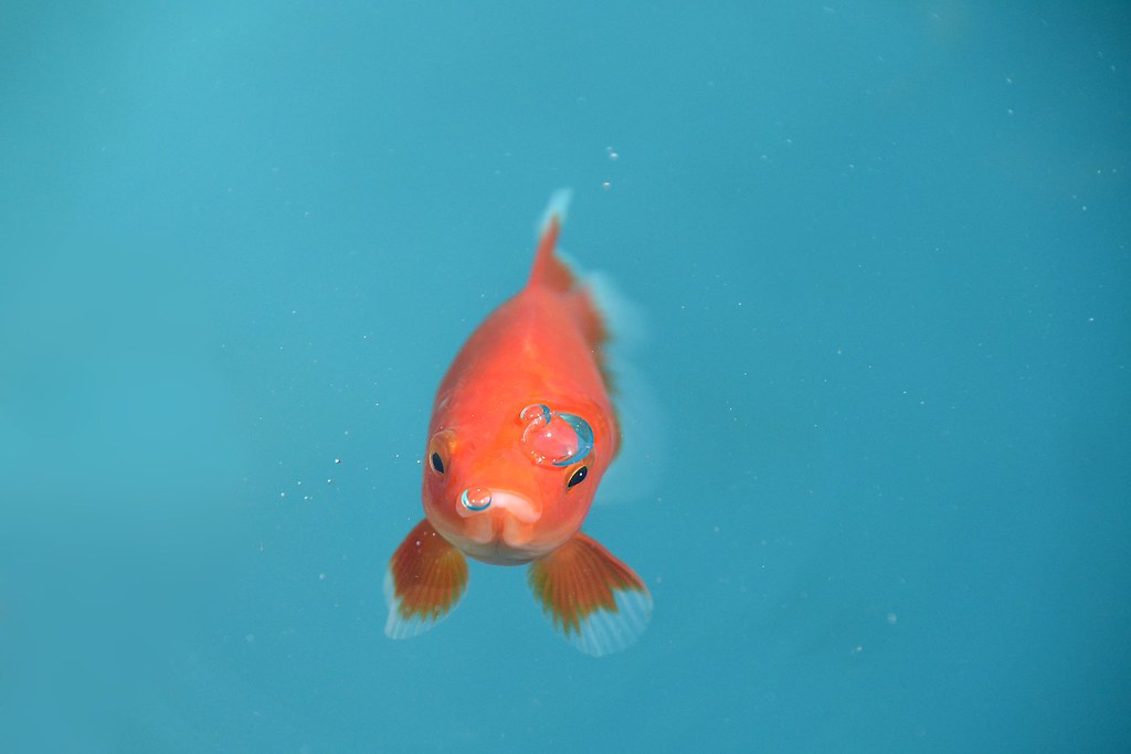 While many of the benefits of an #agile way of working are great, they can also be the consequence of the agile goldfish. Read the blog to understand this phenomenon: stwb.co/zcrszzs #DevOps