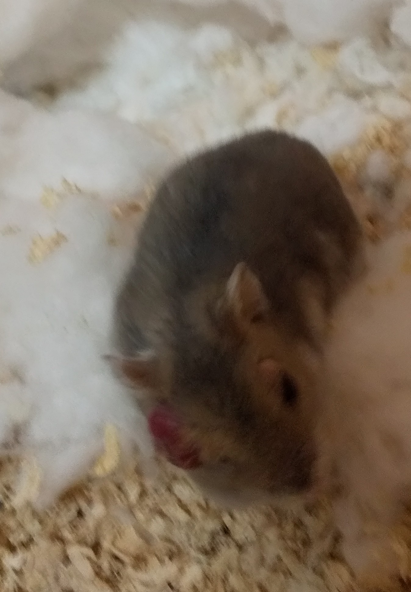 マロンの毎日 Maroneveryday Twitter