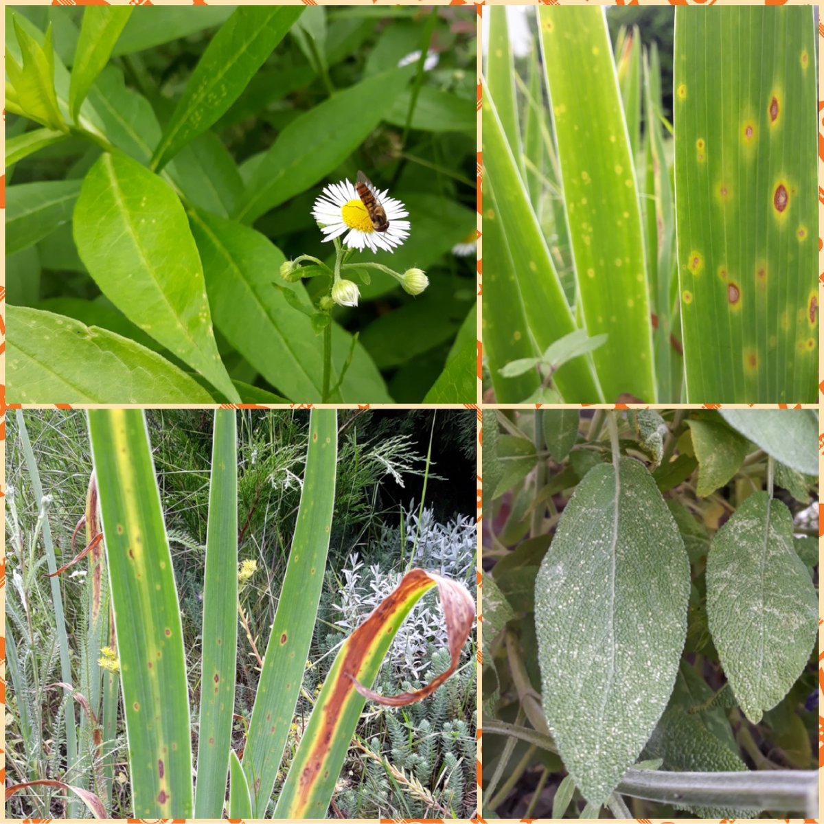 stepelka's tweet photo. And further #entomol #pathol #garden tour https://t.co/gZXAxAaviI
