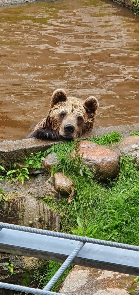 MuukkonenJari's tweet photo. Loma alkaa olla taputeltu, keskiviikkona takaisin VW-tuotteiden pariin. Vaimon kanssa tehtiin nopea kahden yön reissu keskiseen Suomeen ja @ahtarizoo hon. Nallet järjesti ohjelmaa koko rahan edestä. Nyt jaksaa taas loppu vuoden. #lomalla https://t.co/HQcach1f6t