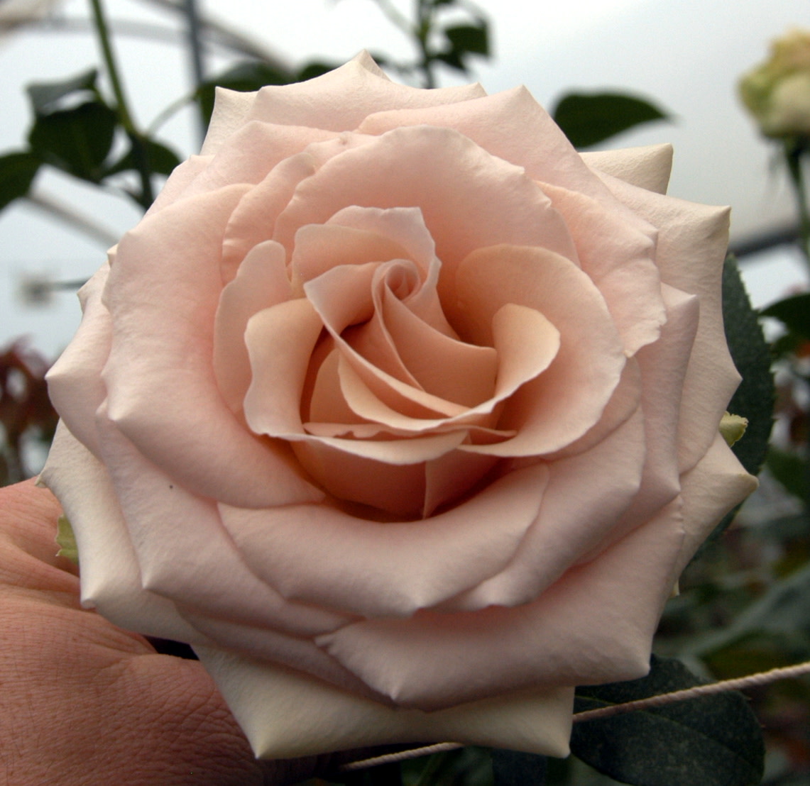 With an on-trend neutral color palette that's both romantic and sophisticated, Quicksand spans a close range of delicate, neutral tones. Her dark cream petals are infused with a soft, sandy blush color remini... bit.ly/3j0TNS0. #quicksandroses #gardenroses #rose #flowers