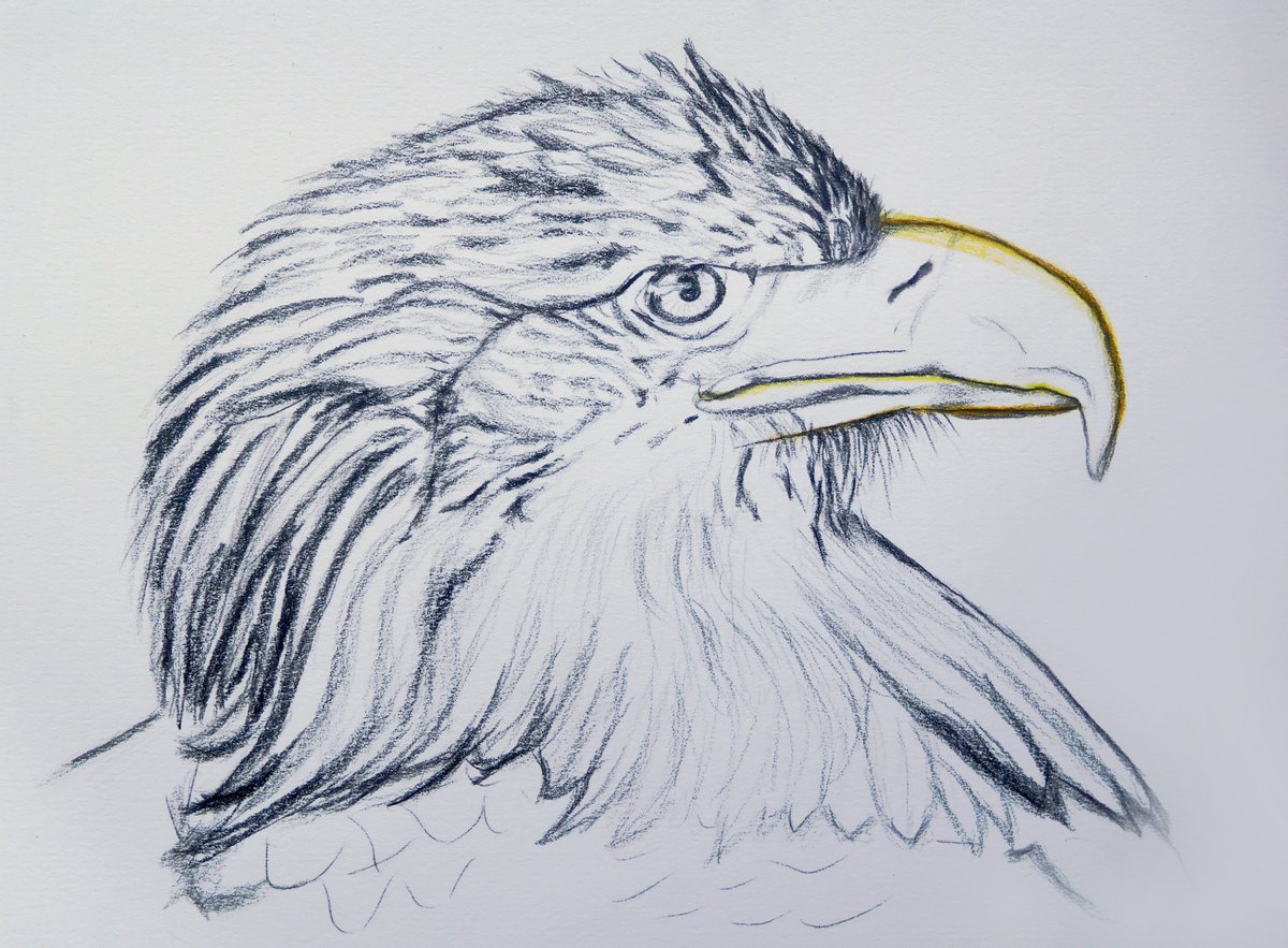 There will be a new drawing of an eagle... #artworkinprogress #drawinginprogress  #birddrawing #eagledrawing #birdartwork #birdsketch