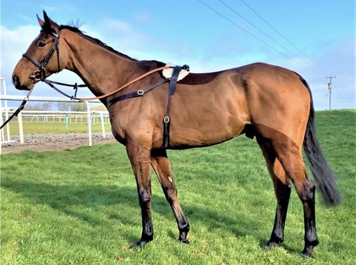 Shares available in Martin Keighley-trained Beneagles, multiple hurdles winner and exciting chasing prospect Beneagles is a multiple winning and placed gelding, rated 121, in training with 20 times Cheltenham winning trainer. racehorsetrader.com/horses-for-sal…