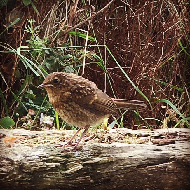 SuzieTullett's tweet photo. This little chap comes to visit everyday in search of breadcrumbs. I’m told he’s a baby robin yet to develop his red breast x #birdwatching #welcomevisitor https://t.co/mv8d6xOsHH