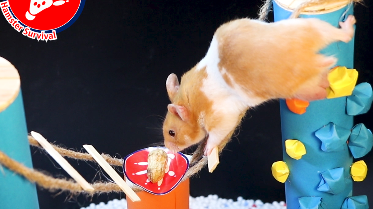 HamsterSurvival's tweet photo. Hamster Obstacle Maze Food 🐹 8 | Hamster Cucumber Cup 🍉 https://t.co/bbVvX3TRsz via @YouTube https://t.co/y5KzkCXIgM