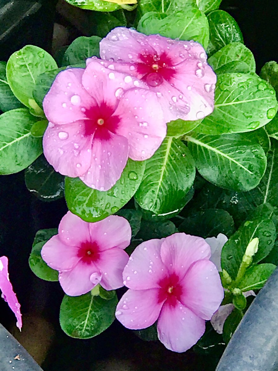 We know ourselves by the “things” that capture us #wisdom #knowing #beauty