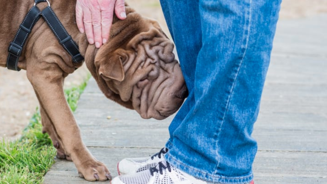 Dogs can be trained to sniff out #COVID19.

8 dogs trained for 1 week in this well-designed study. 

"the dogs achieved an overall average detection rate of 94%" 

Swabs vs dogs? Get these dogs in public transit, airports &amp; schools! 

(Also, I want a dog)

tinyurl.com/y5g3d8zh