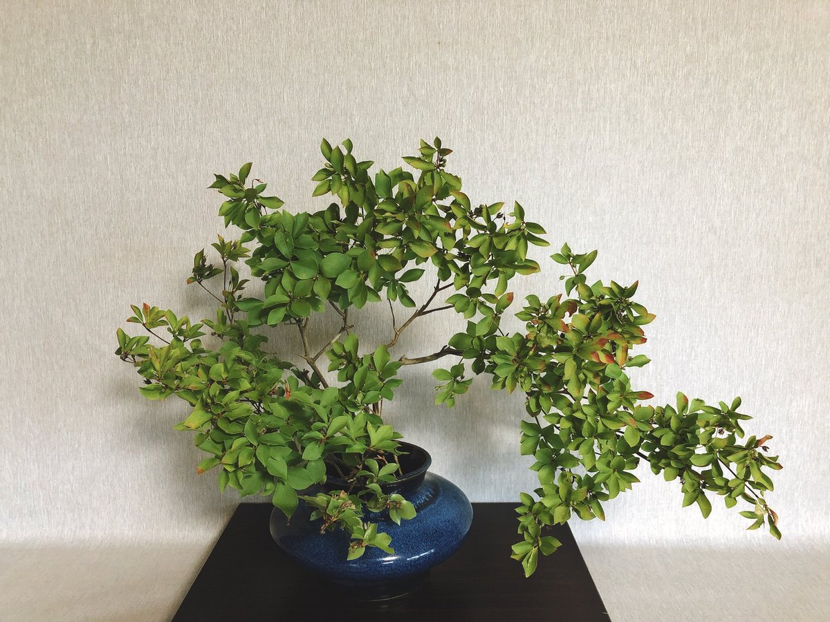素響 採取してあったドウダンツツジ お花屋さんの枝と違って剪定してあるせいか葉がミッチリ 枯れた花や実 が付いていたり葉の色が変わっていたりします マッスを生かしていけました ドウダンツツジ いけばな 花のある暮らし 素響 採取してあったドウダンツツジ お花屋さんの枝と違って剪定してあるせいか葉がミッチリ 枯れた花や実 が付いていたり葉の色が変わっていたりします マッスを生かしていけました ドウダンツツジ いけばな 花のある暮らし