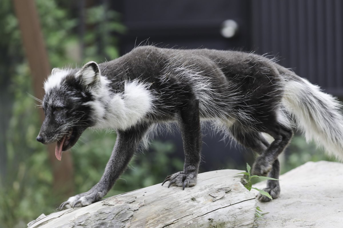 Live Zoo In あさひやま على تويتر ホッキョクギツネの白い冬毛は 夏に向けてほとんど抜けてしまいました By Sakurai Livezooinasahiyama 旭山動物園 ホッキョクギツネ 換毛 衣替え 白から黒へ