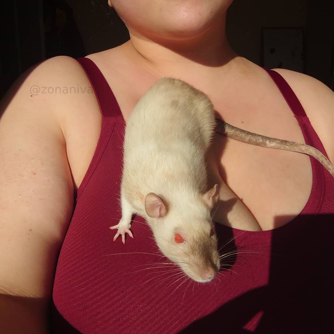 zonaniva's tweet photo. Tikus mami sanget berat sampe nyari yang enak-enak.

#sangeberat https://t.co/0IhyuoLfkW