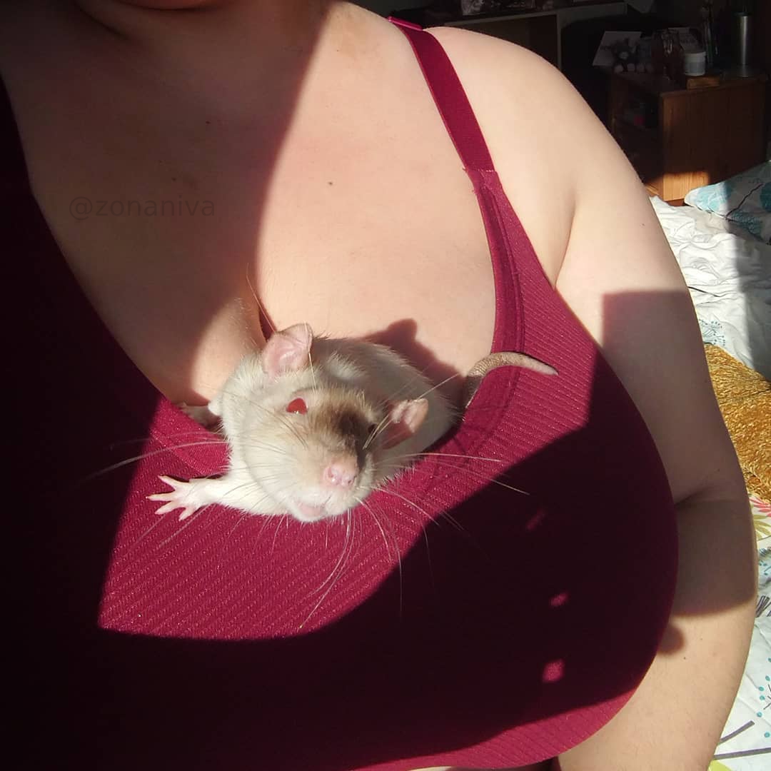 zonaniva's tweet photo. Tikus mami sanget berat sampe nyari yang enak-enak.

#sangeberat https://t.co/0IhyuoLfkW