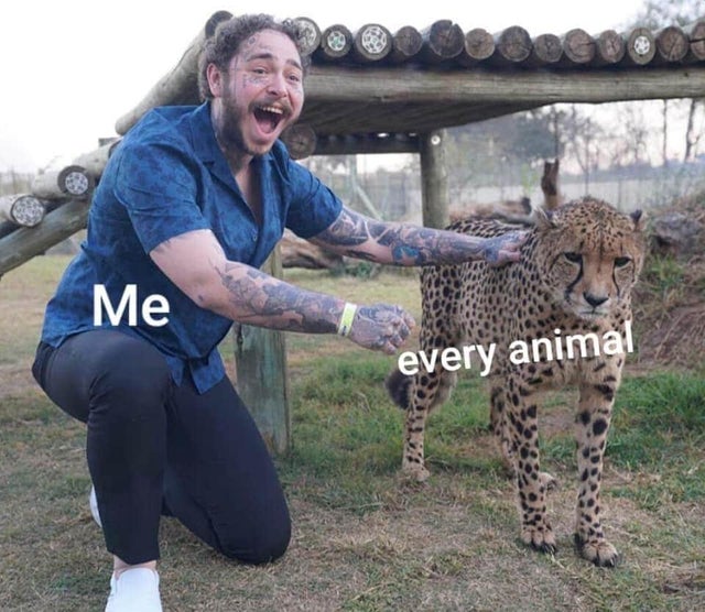 WholesomeMemes (@wholesomememe) on Twitter photo 