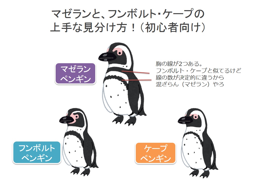 めｎち 猫のすめし マゼランペンギン もフンボルトペンギン ケープペンギン と似てるから区別が付かないとの声があったので こちらも簡単な見分け方を作りました この方法でまずはマゼラン Or フンボルト ケープを分別しましょう