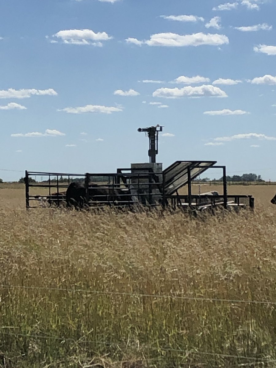 meganwasden's tweet photo. Finally captured a photo of a steer visiting one of my GreenFeed units today!
#ForageSystems #GasEmissions @DrBart_Beef @CLockLivestock @SKAgriculture @SaskCattlemens @albertabeef @LFCE_usask @agbiousask https://t.co/7qy56rU15I