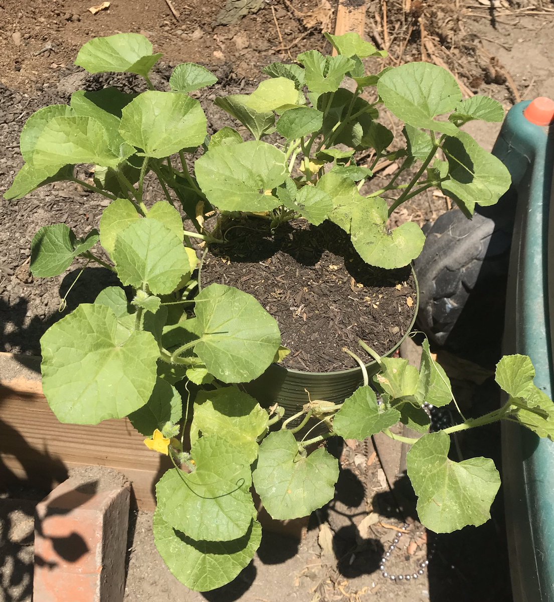 Hella_swaggyz's tweet photo. Started from a delicious farmers market cantaloupe now we here!π #Melmon https://t.co/zGsybNRkjE