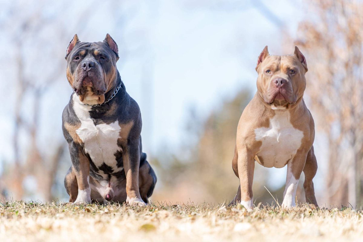 B_Nice704's tweet photo. My 2 boys. Stud fee 400. ABKC registered... About to set it on fire w/this next pick-up. Stay tuned🐾 #americanbully https://t.co/RTOzrir1Ln