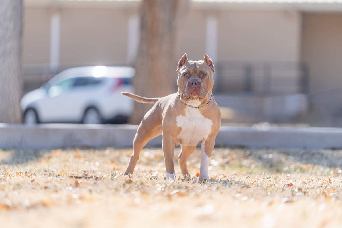 B_Nice704's tweet photo. My 2 boys. Stud fee 400. ABKC registered... About to set it on fire w/this next pick-up. Stay tuned🐾 #americanbully https://t.co/RTOzrir1Ln
