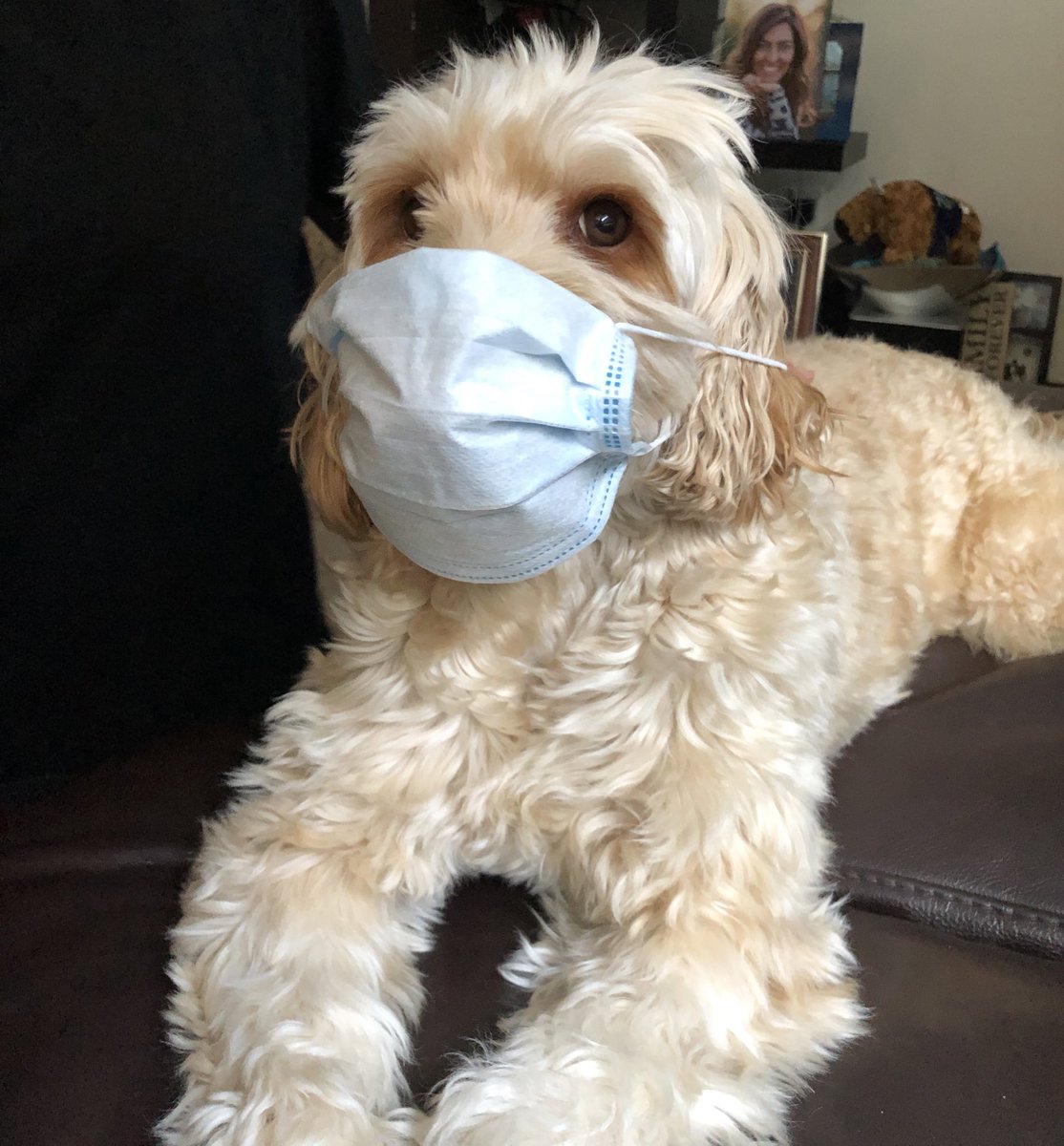 MarkHafemeister's tweet photo. Mask Up Seattle family! This is a #Friendly reminder from your #GoodNeighbor #StatefarmAgent #MaskUpWA #Besafe #Bewell #statefarmcares 

#statefarmdogs #Dogsoftwitter #Rafikidiaries #Communityreminders #Wearingmaskssaveslives #MasksSaveLives #masksdowork https://t.co/6AdE4rdYFo