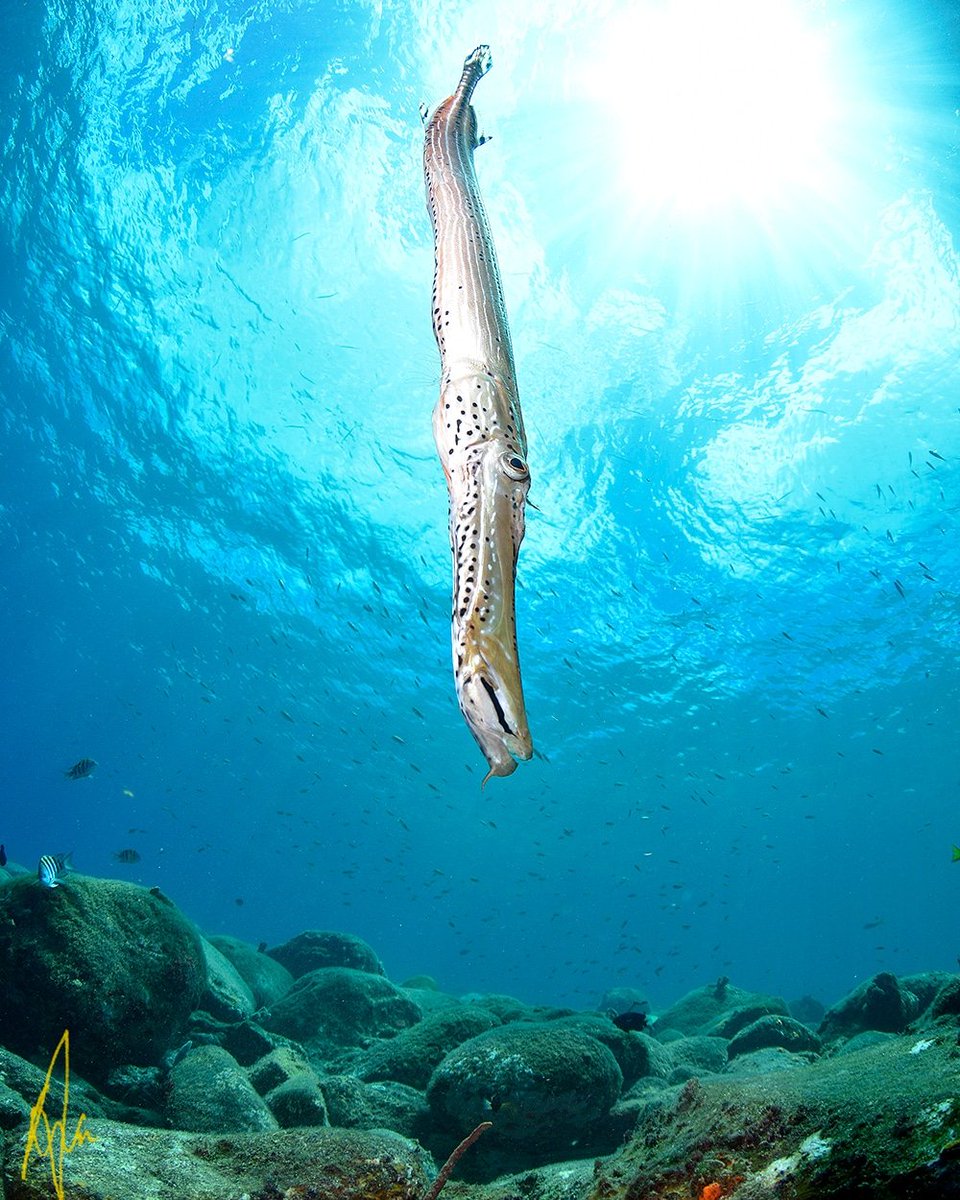 ArunMadisetti's tweet photo. @AMadisetti every once in a while you just point and click. Underwater you generally get one chance to get a decent image. This works for me, hope it does for you too. #imagesdominica #underwaterphotography #mares #ikelite #scubadiving #nphoto #apmag https://t.co/0p7CNTbAZ4