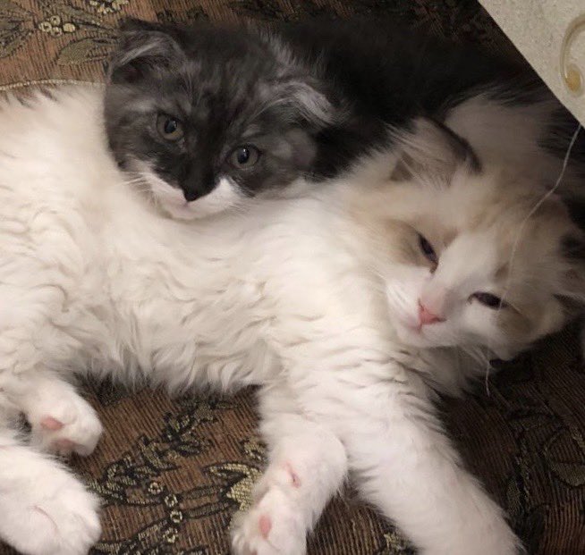 down461's tweet image. 🤷‍♀️🤷‍♀️