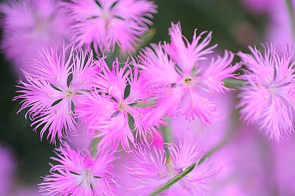 千葉鈴佳 V Twitter おはよう 今日の誕生花は 撫子 花言葉は 大胆 撫子の名は 撫でたくなるほどかわいい花姿からつきました 平安時代 中国から渡来した 唐撫子 と区別するために用いられた 大和撫子 今では日本人女性の清楚な美しさを褒める際に使います