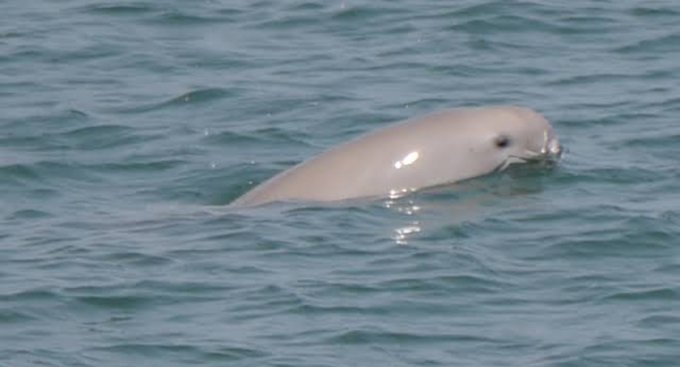 スナメリのtwitterイラスト検索結果