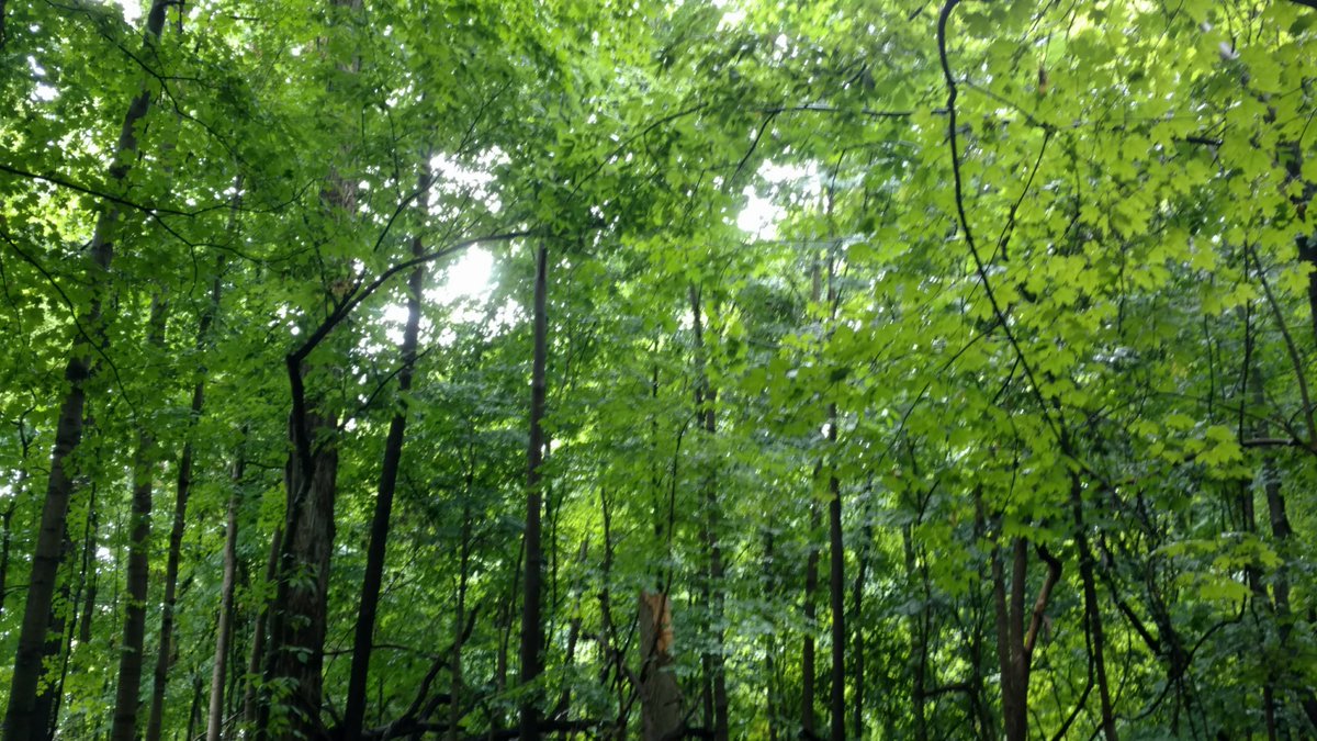 Need more green in your life? Aullwood is open to the public again via our farm entrance at 9101 Frederick Pike! (Our nature center &amp; parking lot on Aullwood Rd remain closed.) Don't forget our expanded summer hours, Mon-Sat 9 AM - 7 PM &amp; Sun 1 PM - 7 PM.  See you soon!