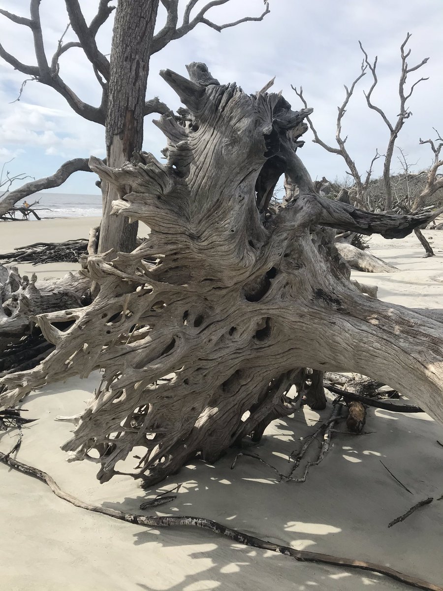 susbry97's tweet photo. Dreaming of this past weekend at Driftwood Beach on Jekyll Island. I miss travel! https://t.co/RFBNRvjdGz