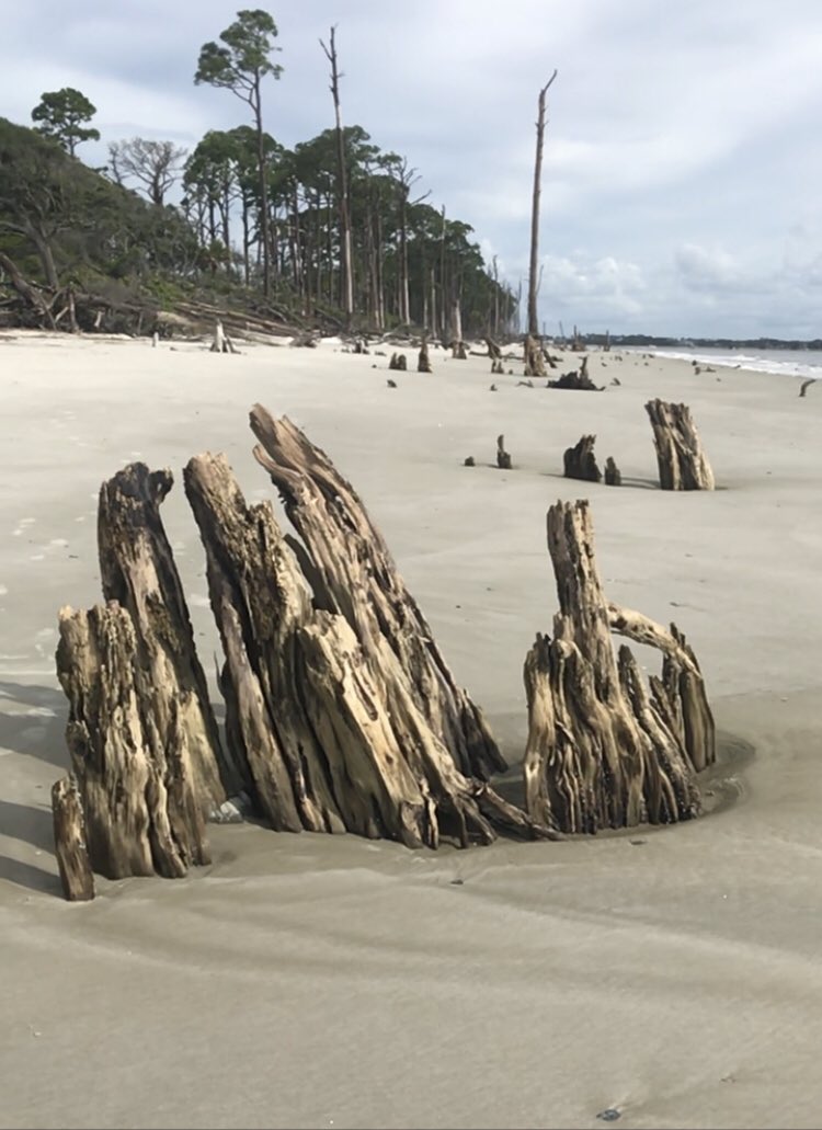 susbry97's tweet photo. Dreaming of this past weekend at Driftwood Beach on Jekyll Island. I miss travel! https://t.co/RFBNRvjdGz